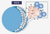 레이저 빛으로 물분자 증폭